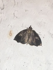 Perispasta caeculalis