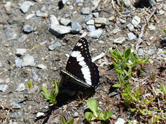 Limenitis weidemeyerii
