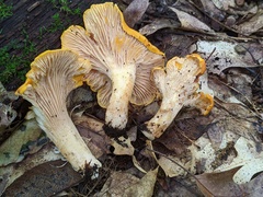 Cantharellus phasmatis