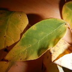 Apocynum androsaemifolium