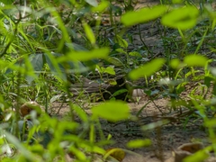 Rhipidura albicollis