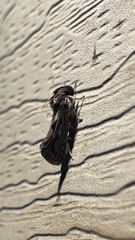 Acrolophus popeanella