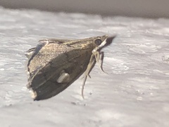 Perispasta caeculalis