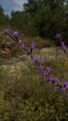 Liatris microcephala
