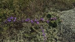 Liatris microcephala