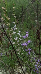 Liatris microcephala