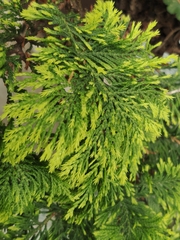 Chamaecyparis pisifera
