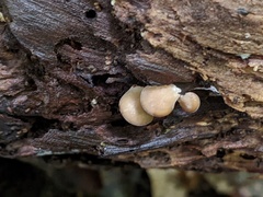 Hohenbuehelia angustata
