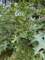 Quercus coccinea