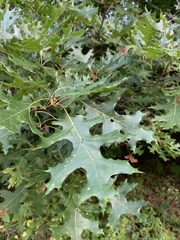 Quercus coccinea