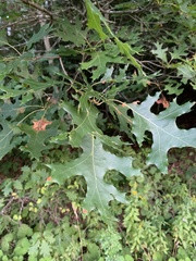 Quercus coccinea