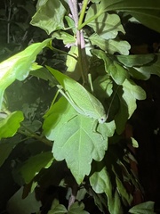 Microcentrum rhombifolium