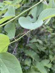Passiflora mexicana