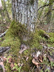 Thuidium delicatulum