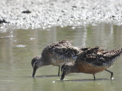 Limnodromus scolopaceus