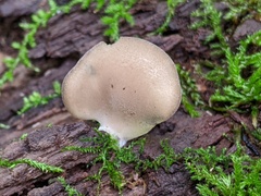 Hohenbuehelia angustata