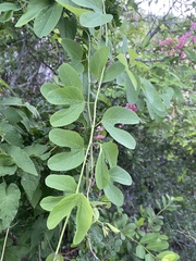 Passiflora mexicana