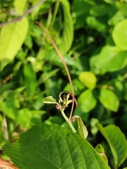 Passiflora auriculata