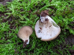 Hohenbuehelia angustata