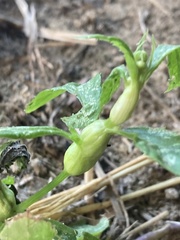 Neolasioptera boehmeriae