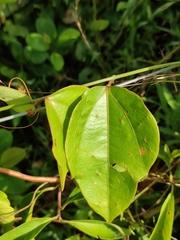 Passiflora auriculata