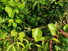 Passiflora auriculata