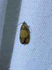 Olethreutes osmundana