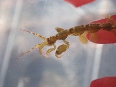 Caprella