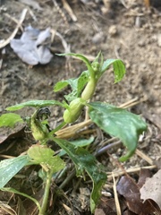 Neolasioptera boehmeriae