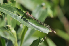 Ischnura fluviatilis