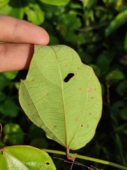 Passiflora auriculata