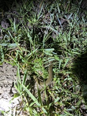 Fowlea flavipunctata