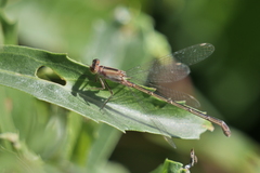 Ischnura fluviatilis