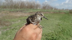 Calidris mauri