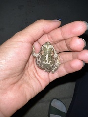Incilius occidentalis
