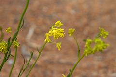 Glischrocaryon behrii