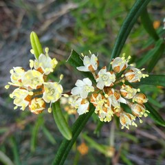 Phebalium squamulosum