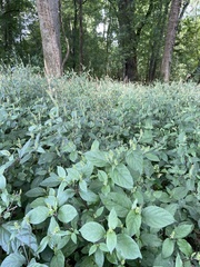 Achyranthes japonica