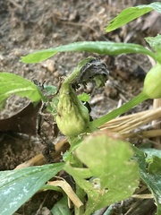 Neolasioptera boehmeriae