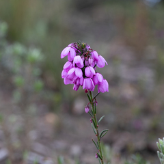 Tetratheca pilosa