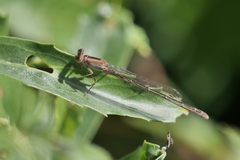 Ischnura fluviatilis