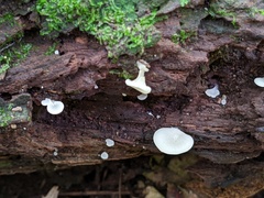 Crepidotus stipitatus