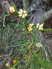 Phebalium squamulosum