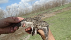 Calidris mauri