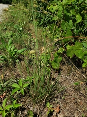 Schizachyrium scoparium