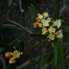 Phebalium squamulosum