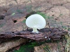 Crepidotus stipitatus
