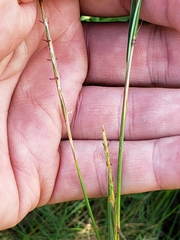 Schizachyrium scoparium