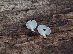 Crepidotus stipitatus