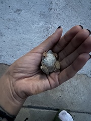 Incilius occidentalis
